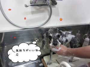 シャンプー中Mシュナ