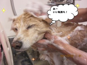 シャンプー中ミックス