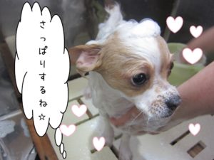 シャンプー中チワワ