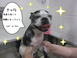 シャンプー中ボストンテリア