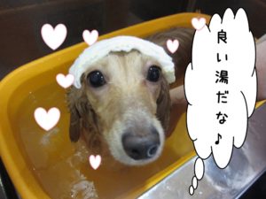 スパ中ミニチュアダックス