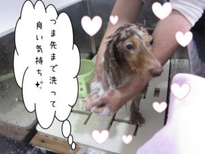 シャンプー中ミニチュアダックス