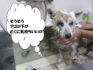 シャンプー中柴犬