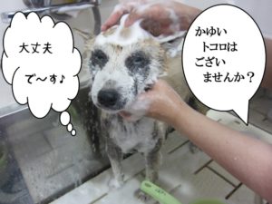 シャンプー中柴犬