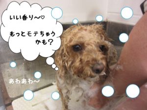 シャンプー中トイプードル
