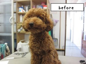 カット前トイプードル
