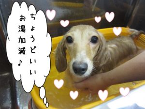 スパ中ミニチュアダックス