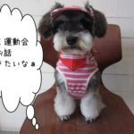 おすましMシュナ