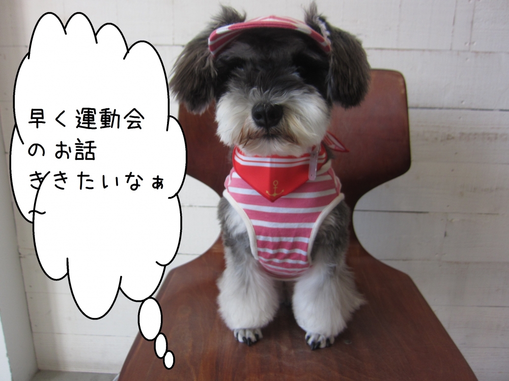 おすましMシュナ