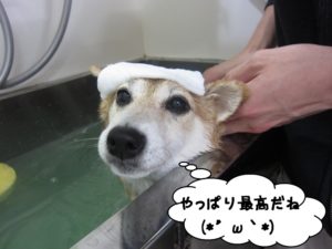 スパ中柴犬