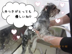 シャンプー中ヨーキー