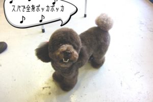 笑顔トイプードル