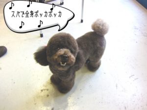 笑顔トイプードル