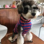 おすましMシュナ