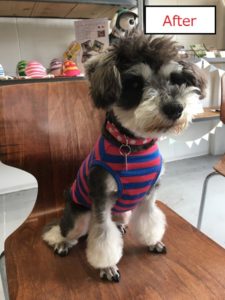 おすましMシュナ