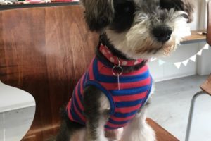 おすましMシュナ