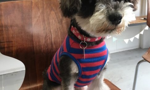 おすましMシュナ