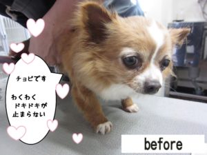 カット前チワワ