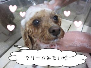 シャンプー中トイプードル