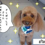 おすましトイプードル