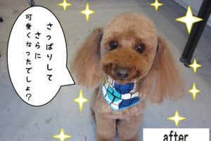 おすましトイプードル