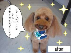 おすましトイプードル