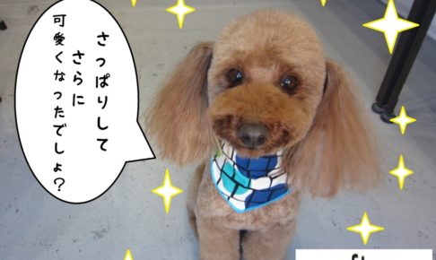 おすましトイプードル