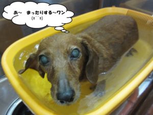 スパ中ミニチュアダックス