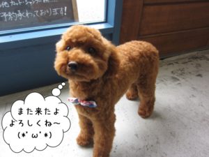 施術前トイプードル