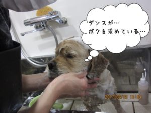 シャンプー中コッカー