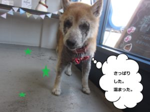 施術後柴犬