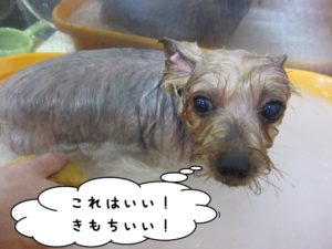 スパ中ヨーキー