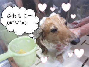 シャンプー中ミニチュアダックス