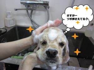 シャンプー中コッカー