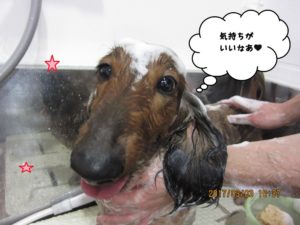 シャンプー中ミニチュアダックス