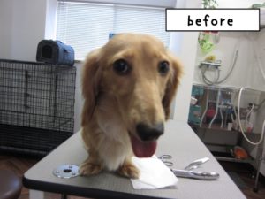 カット前ミニチュアダックス