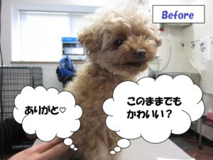 カット前トイプードル
