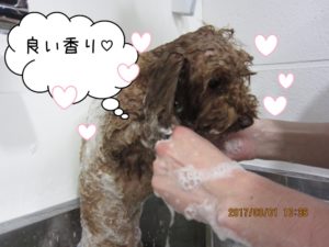 シャンプー中トイプードル