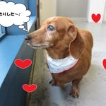 窓際ミニチュアダックス