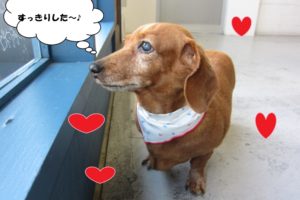 窓際ミニチュアダックス