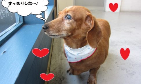 窓際ミニチュアダックス