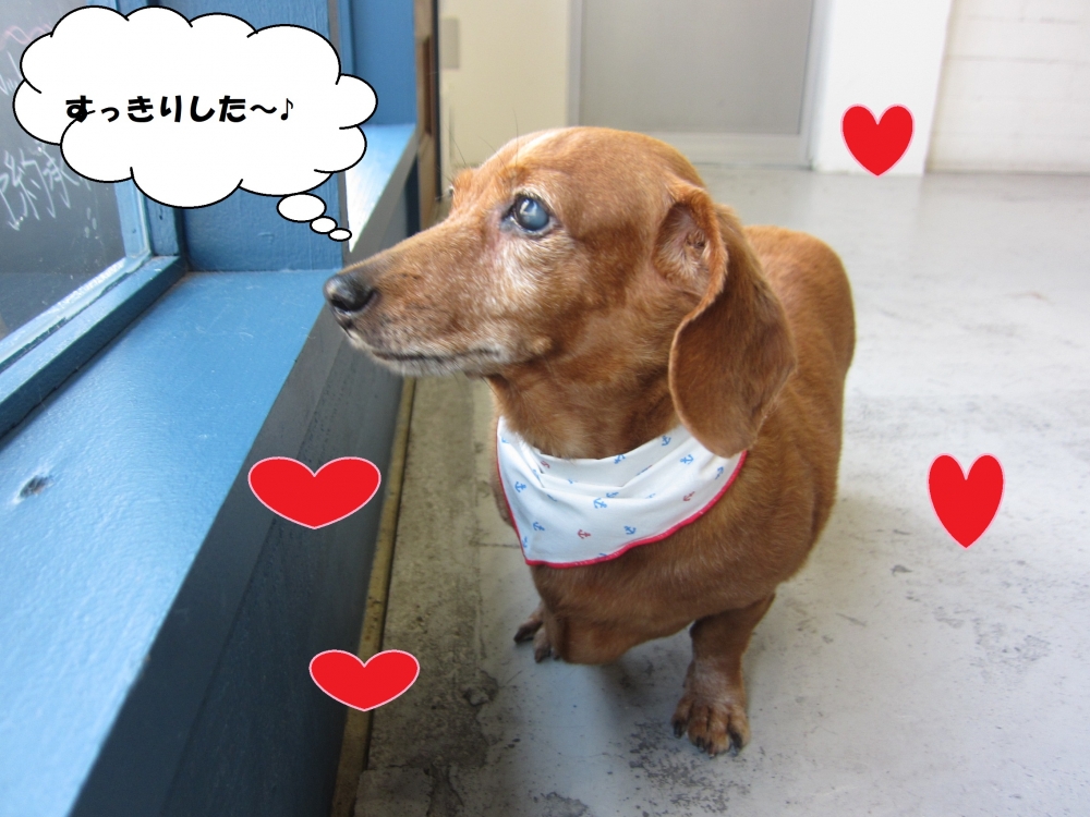 窓際ミニチュアダックス