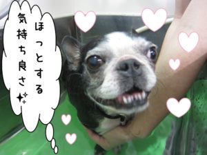 スパ中ボストンテリア