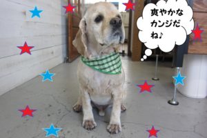 えっへんコッカー