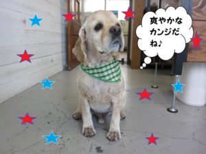 えっへんコッカー