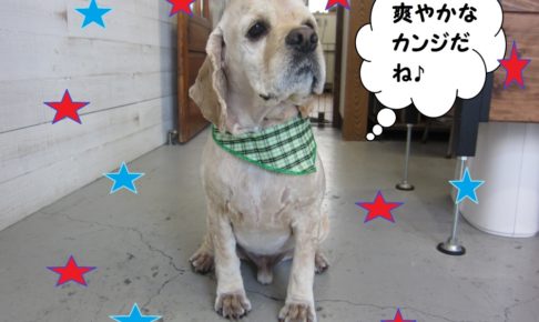 えっへんコッカー