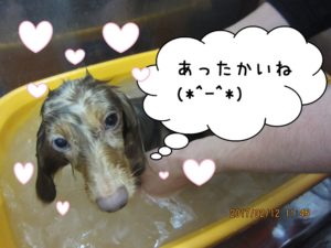 スパ中ミニチュアダックス