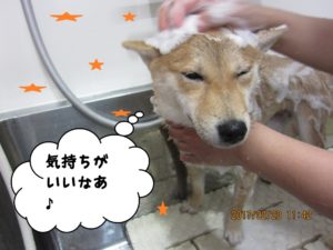 シャンプー中柴犬