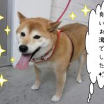 笑顔柴犬