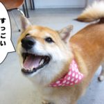 笑顔柴犬